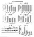 Fig. 08 - PAR1 MODULATION TO ALTER MYELINATION