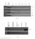 Fig. 07 - TOXICITY ENHANCING COMPOUNDS AND METHODS