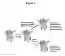 Fig. 02 - METHODS AND COMPOSITIONS FOR TISSUE THERAPY AND ANALYSIS