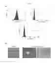 Fig. 05 - HUMAN UTERINE CERVICAL STEM CELL POPULATION AND USES THEREOF