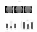 Fig. 25 - HUMAN UTERINE CERVICAL STEM CELL POPULATION AND USES THEREOF