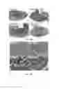 Fig. 04 - Use of PEDF-derived polypeptides for promoting muscle or tendon regeneration or arteriogenesis