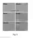Fig. 05 - Use of PEDF-derived polypeptides for promoting muscle or tendon regeneration or arteriogenesis