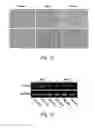 Fig. 11 - Use of PEDF-derived polypeptides for promoting muscle or tendon regeneration or arteriogenesis