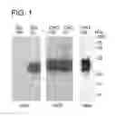 Fig. 02 - CTHRC1 RECEPTOR AND METHODS OF USE THEREOF