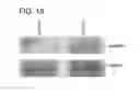 Fig. 28 - CTHRC1 RECEPTOR AND METHODS OF USE THEREOF