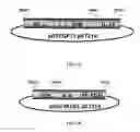 Fig. 02 - RECEPTOR-TARGETING REAGENTS