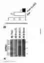 Fig. 05 - Conditional angiopoietin-1/angiopoietin-2 double knock-out mice with defective ocular drainage system