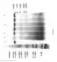 Fig. 72 - COMPOSITIONS AND METHODS FOR TREATING COLLAGEN-MEDIATED DISEASES