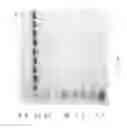 Fig. 83 - COMPOSITIONS AND METHODS FOR TREATING COLLAGEN-MEDIATED DISEASES