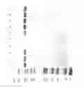 Fig. 89 - COMPOSITIONS AND METHODS FOR TREATING COLLAGEN-MEDIATED DISEASES