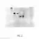 Fig. 03 - Synthetic conjugate of CpG DNA and T-help/CTL peptide
