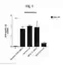 Fig. 12 - Neoseptins: small molecule adjuvants