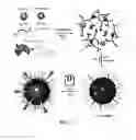 Fig. 02 - SUPRAMOLECULAR MAGNETIC NANOPARTICLES
