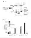 Fig. 02 - Methods and compositions for targeting adipose cells in mammals
