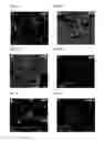 Fig. 04 - Methods and compositions for targeting adipose cells in mammals