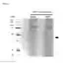 Fig. 07 - Methods and compositions for targeting adipose cells in mammals
