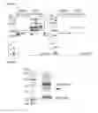 Fig. 09 - Methods and compositions for targeting adipose cells in mammals