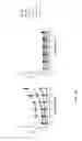 Fig. 16 - Methods and compositions for targeting adipose cells in mammals