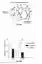 Fig. 71 - Methods for evaluating brain-wide paravascular pathway for waste clearance function and methods for treating neurodegenerative disorders based thereon