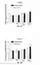 Fig. 99 - Methods for evaluating brain-wide paravascular pathway for waste clearance function and methods for treating neurodegenerative disorders based thereon