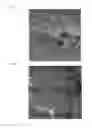 Fig. 06 - Biodegradable implant and method for manufacturing same