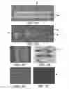 Fig. 04 - Chemical gradients