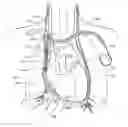 Fig. 01 - System and method to modulate phrenic nerve to prevent sleep apnea