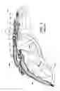 Fig. 04 - Shoulder pads
