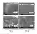 Fig. 06 - Carbon Nanotube Foams with Controllable Architecture and Methods