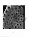 Fig. 08 - Diatomaceous energy storage devices