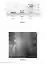 Fig. 04 - SILICON AND SILICA NANOSTRUCTURES AND METHOD OF MAKING SILICON AND SILICA NANOSTRUCTURES