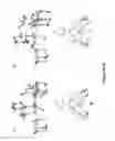 Fig. 06 - Synthesis of acyclic and cyclic amines using iron-catalyzed nitrene group transfer