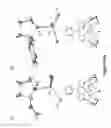 Fig. 08 - Synthesis of acyclic and cyclic amines using iron-catalyzed nitrene group transfer