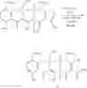 Fig. 172 - Synthesis of Tetracyclines and intermediates thereto