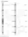 Fig. 15 - Kappa opioid receptor selective compounds, compositions, and uses thereof