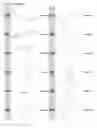 Fig. 24 - Kappa opioid receptor selective compounds, compositions, and uses thereof