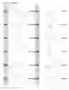 Fig. 25 - Kappa opioid receptor selective compounds, compositions, and uses thereof
