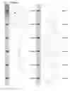 Fig. 26 - Kappa opioid receptor selective compounds, compositions, and uses thereof