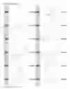 Fig. 29 - Kappa opioid receptor selective compounds, compositions, and uses thereof
