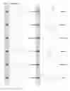 Fig. 31 - Kappa opioid receptor selective compounds, compositions, and uses thereof