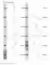 Fig. 33 - Kappa opioid receptor selective compounds, compositions, and uses thereof