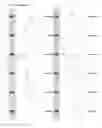 Fig. 37 - Kappa opioid receptor selective compounds, compositions, and uses thereof
