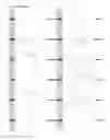 Fig. 41 - Kappa opioid receptor selective compounds, compositions, and uses thereof