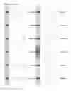Fig. 42 - Kappa opioid receptor selective compounds, compositions, and uses thereof