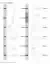 Fig. 44 - Kappa opioid receptor selective compounds, compositions, and uses thereof