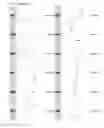 Fig. 45 - Kappa opioid receptor selective compounds, compositions, and uses thereof