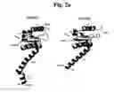 Fig. 04 - Flagellar and needle complex (injectosome) loop as anti bacterial drug target