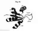 Fig. 08 - Flagellar and needle complex (injectosome) loop as anti bacterial drug target