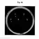 Fig. 09 - Flagellar and needle complex (injectosome) loop as anti bacterial drug target